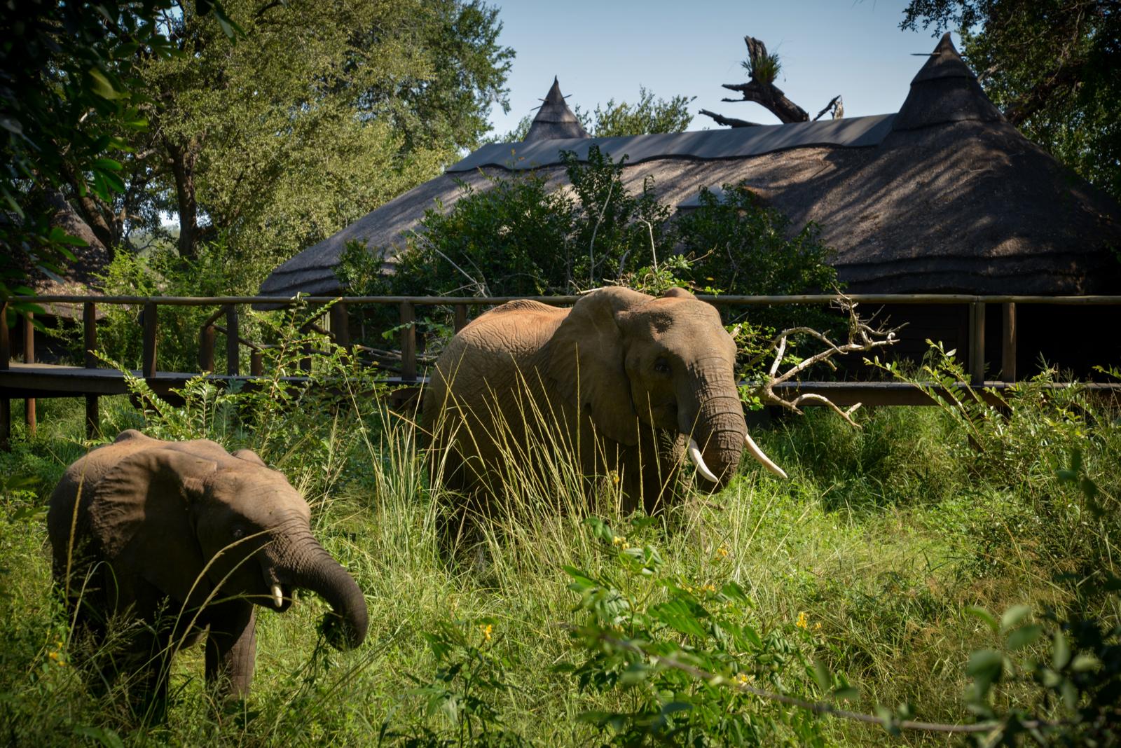 Lion Sands Narina Lodge